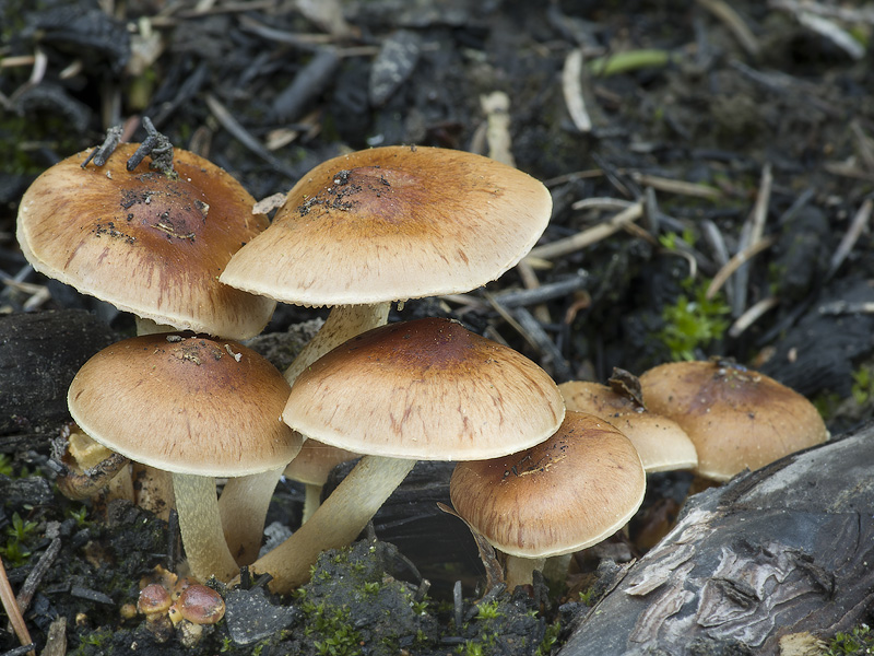 Pholiota highlandensis